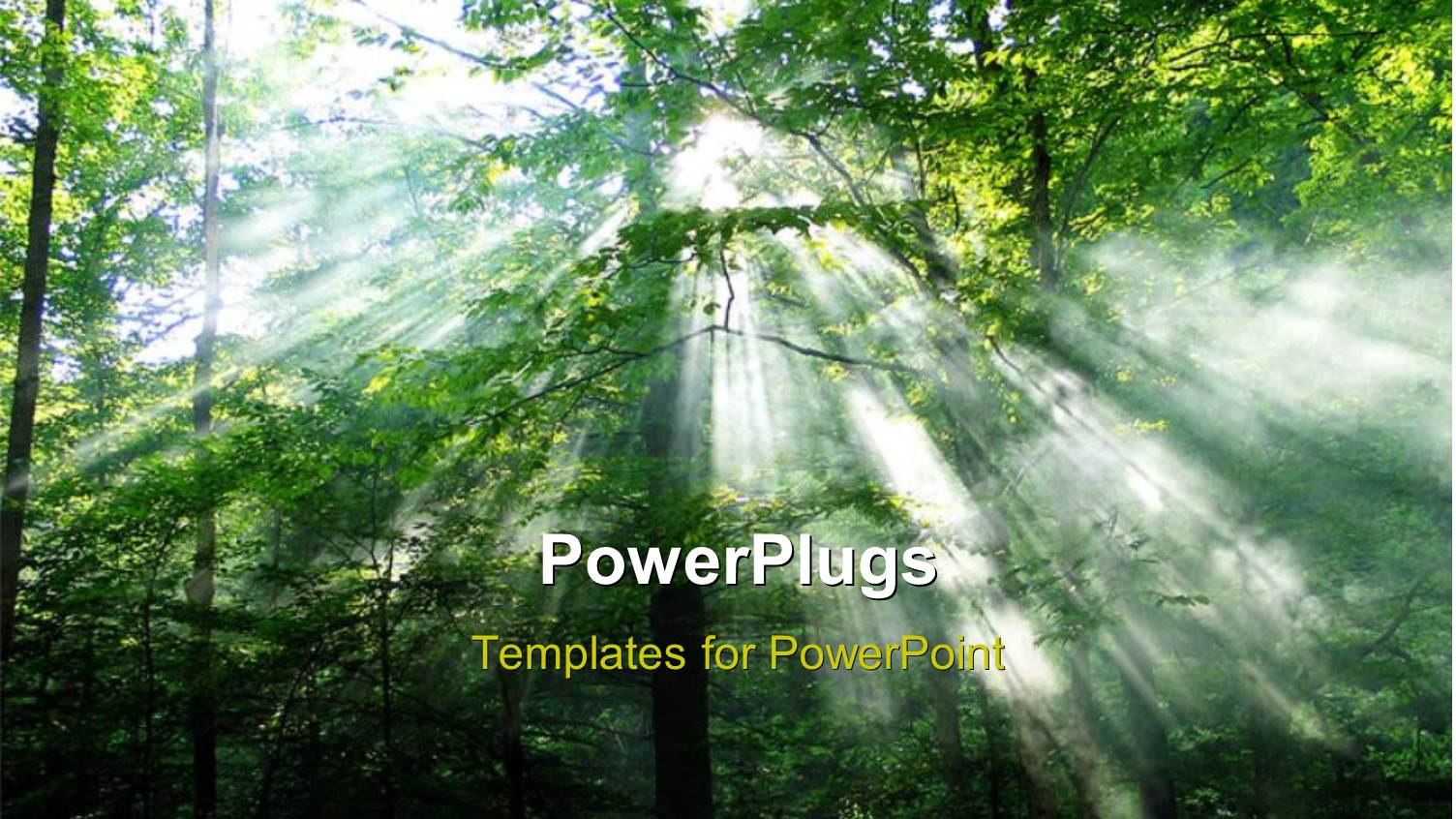 a Forest with Many Trees and View of Bright Sun Rays