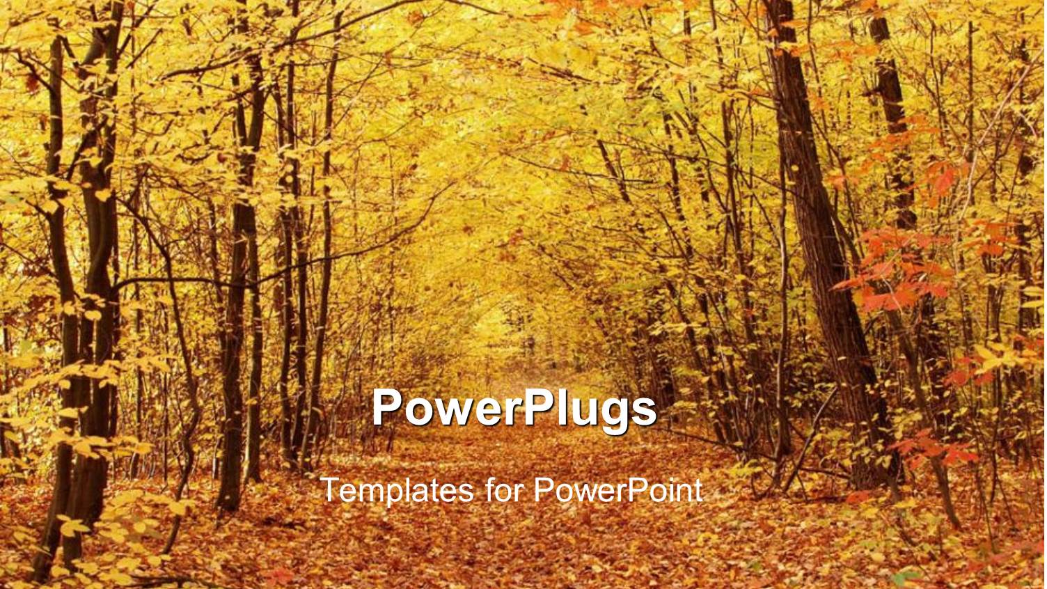 Forest Path Covered with Autumn Leaves