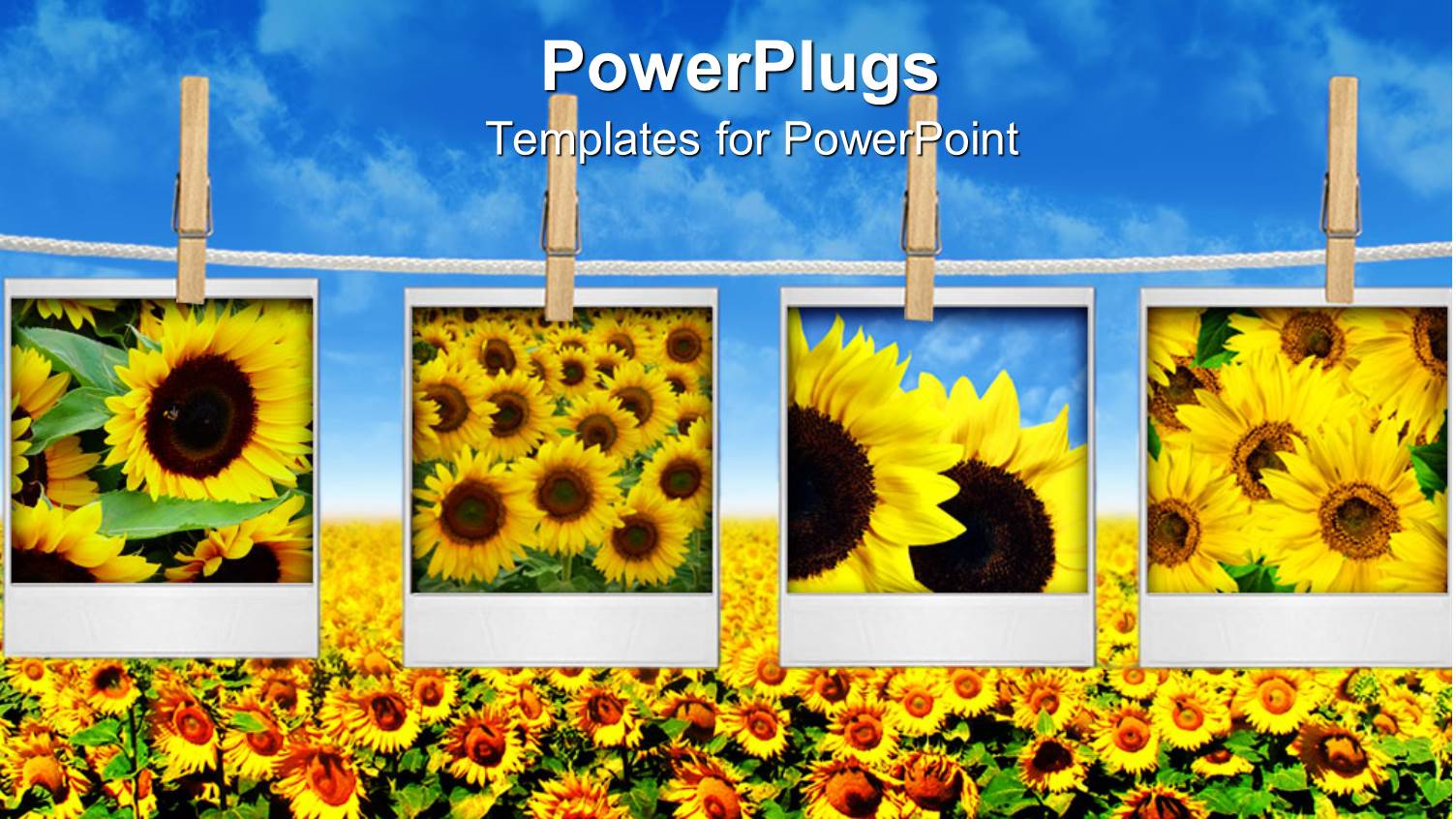 Four Depictions of Sunflowers Hanged on Clothesline Attached with Clothespins Over Sunflower Field with Blue Sky