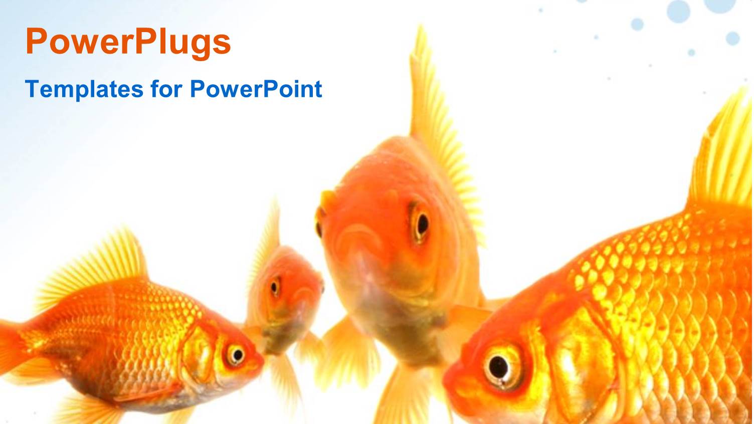 Four Goldfishes in Various Swimming Positions on Bright Background with Light Blue Bubbles in Two Corners