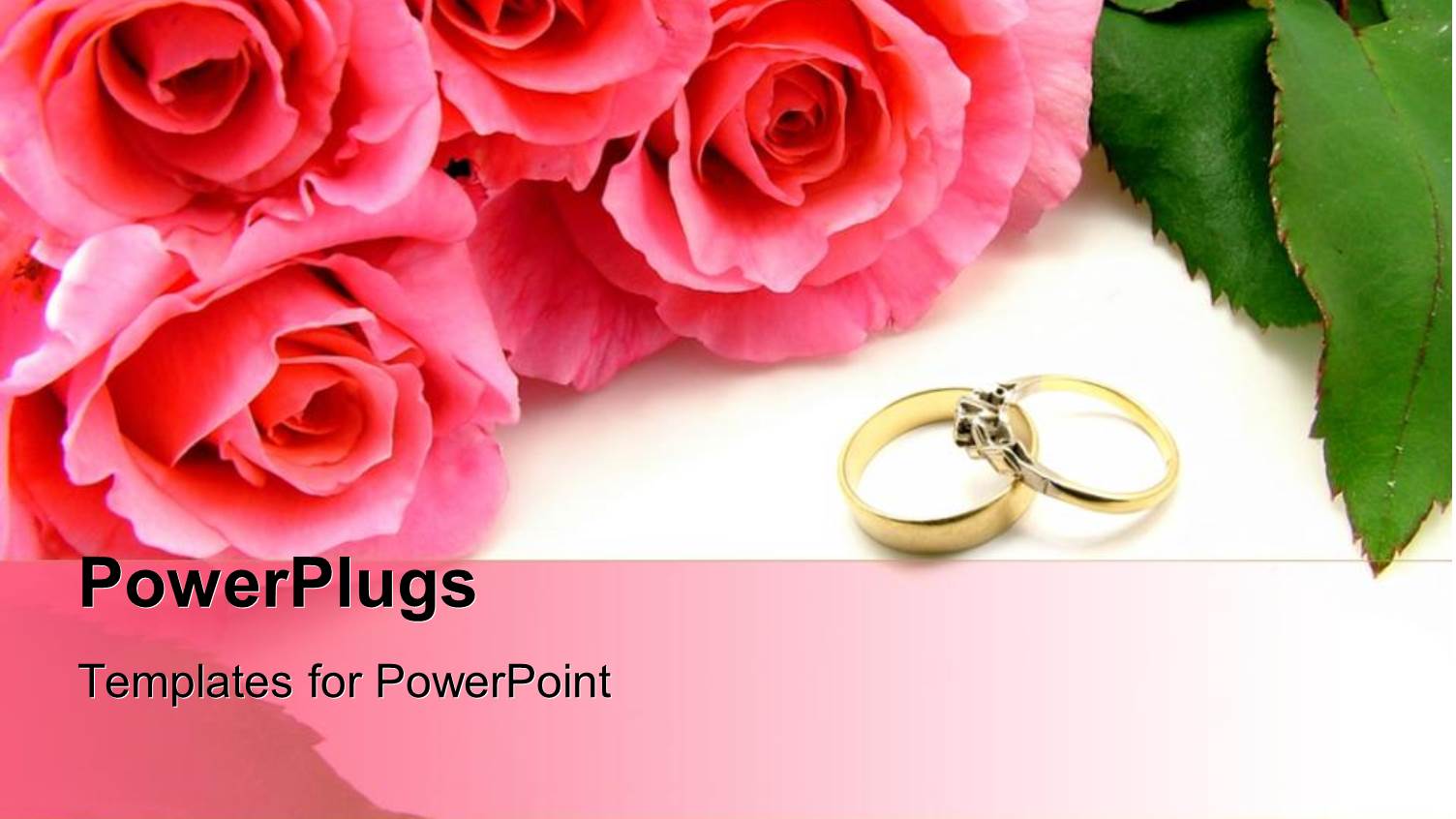 Four Pink Roses and Two Wedding Rings on a White Background