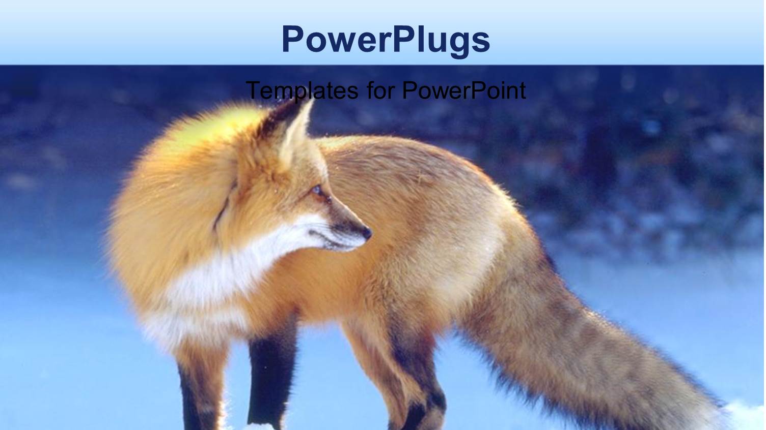 a Fox with Ice in the Background and Place for Text