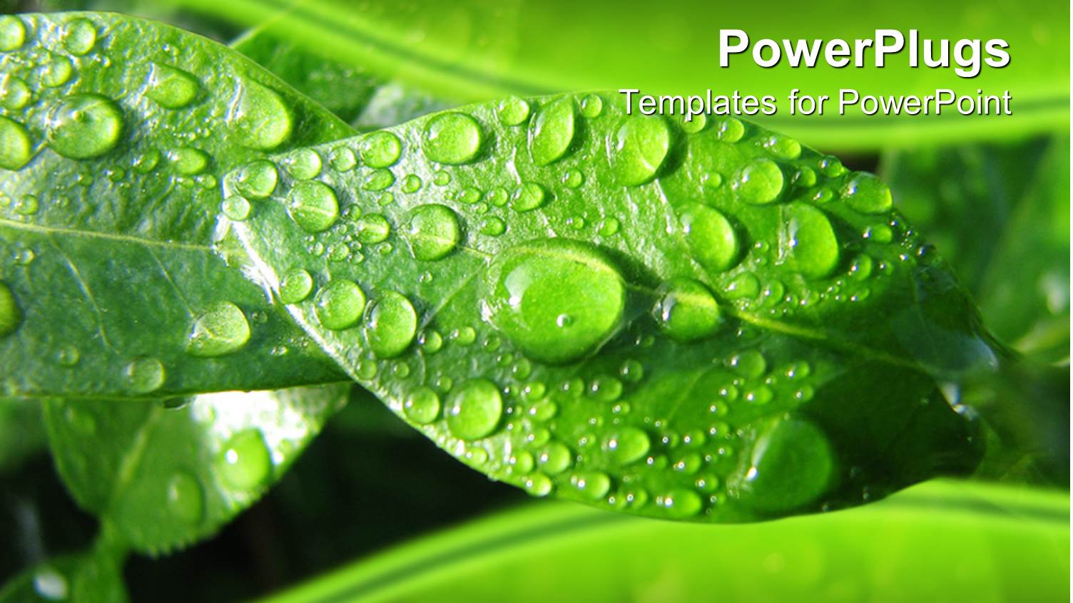 Fresh Drops of Water on Green Leaves