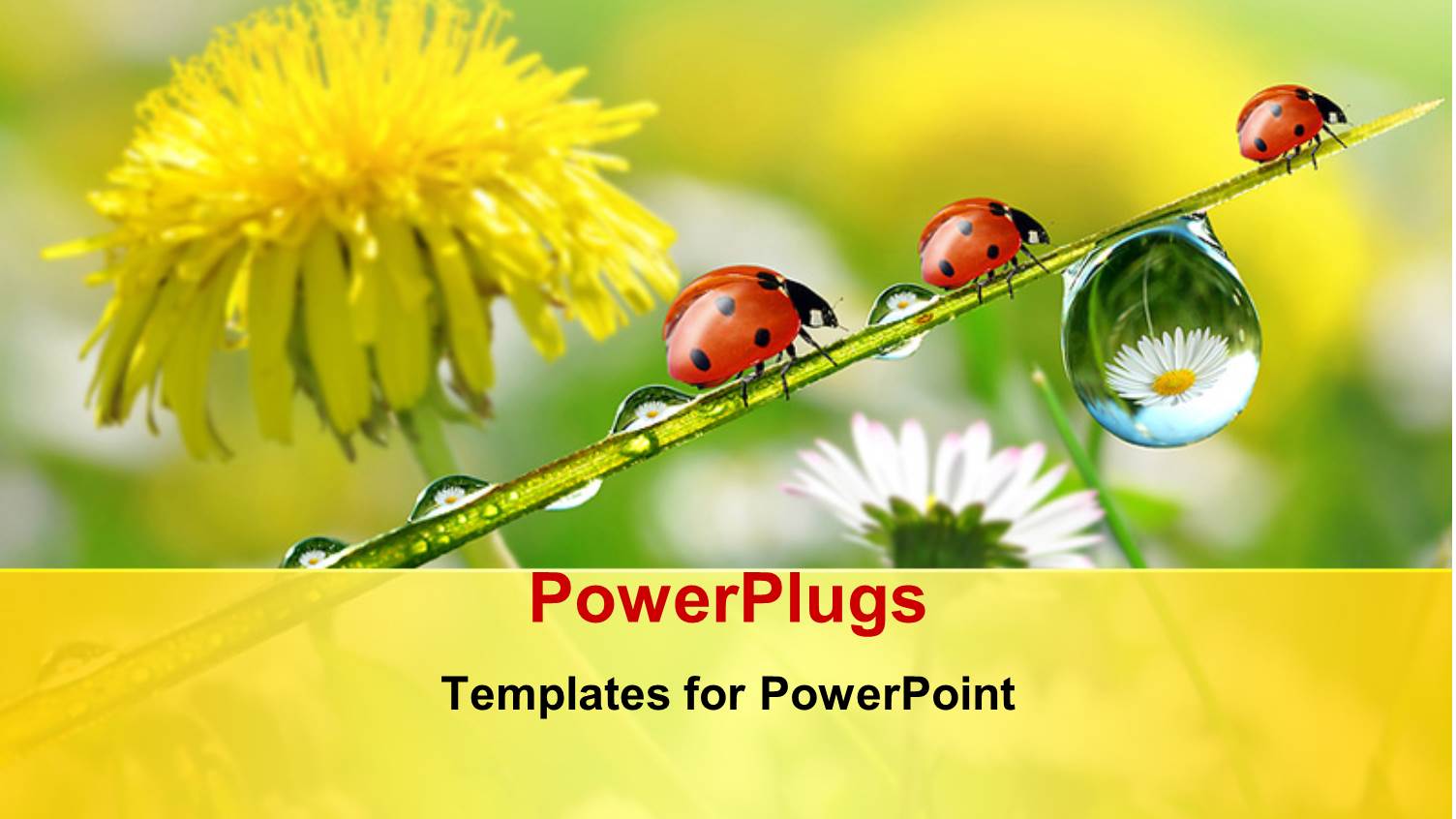 Fresh Flowers with Morning Dew and Ladybird Depicting Nature