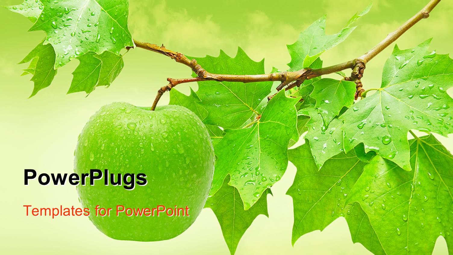 Fresh Green Apple Hanging from a Tree with Dew on it