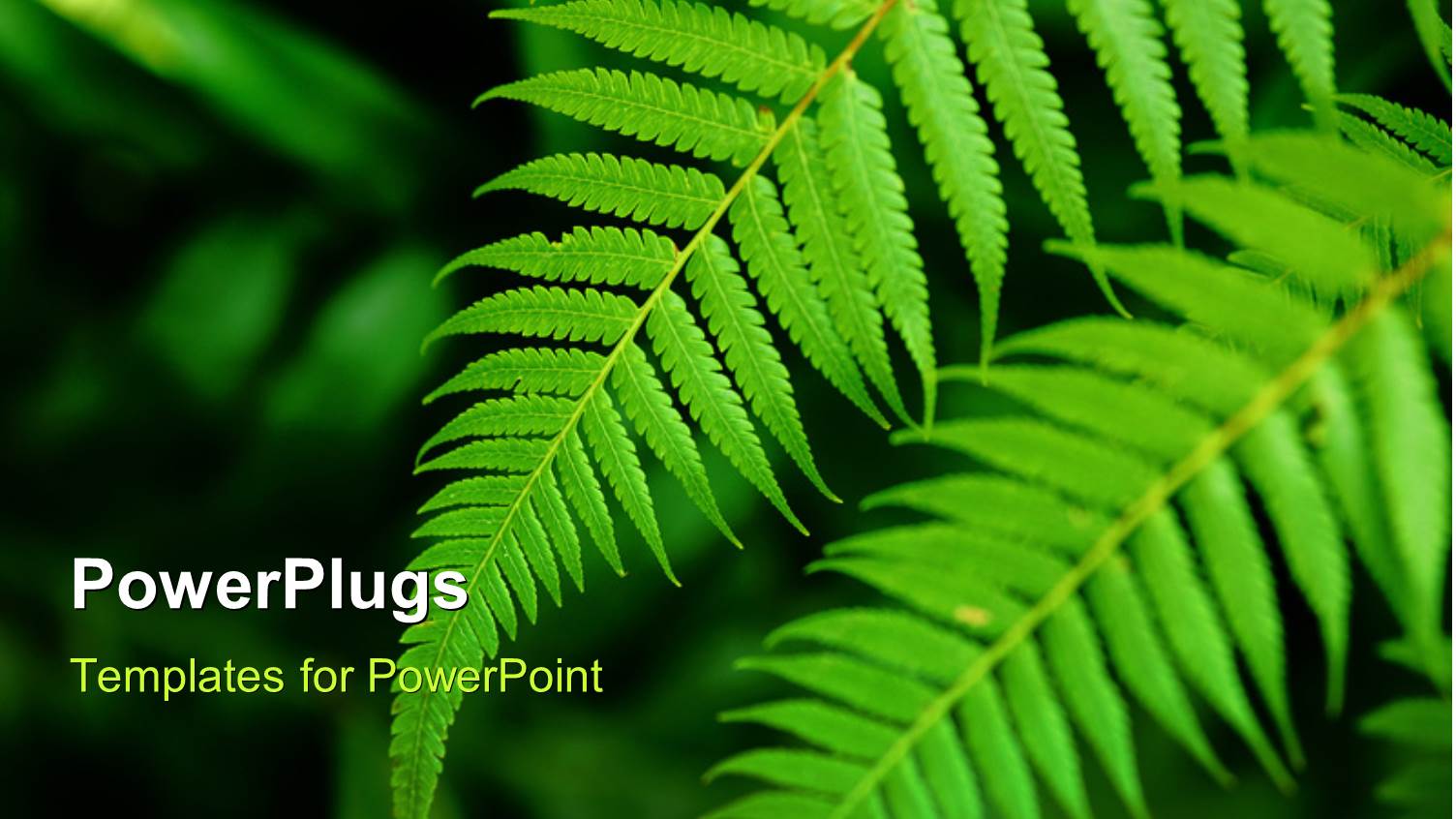 Fresh Green Leaf the Nature Texture Background