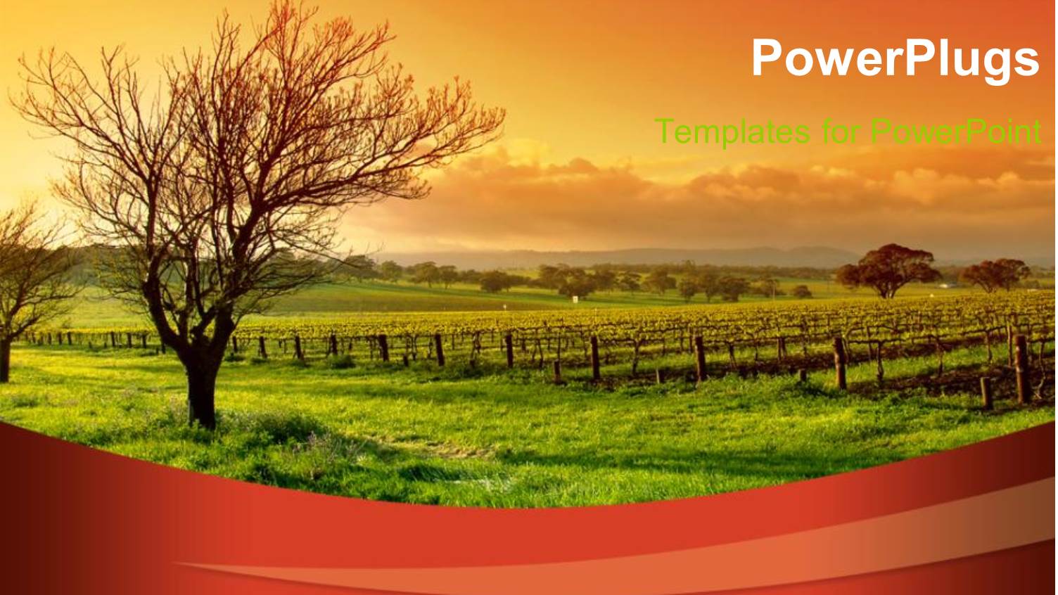 Fresh Green Vineyard and Trees with Wooden Fence at Sunrise