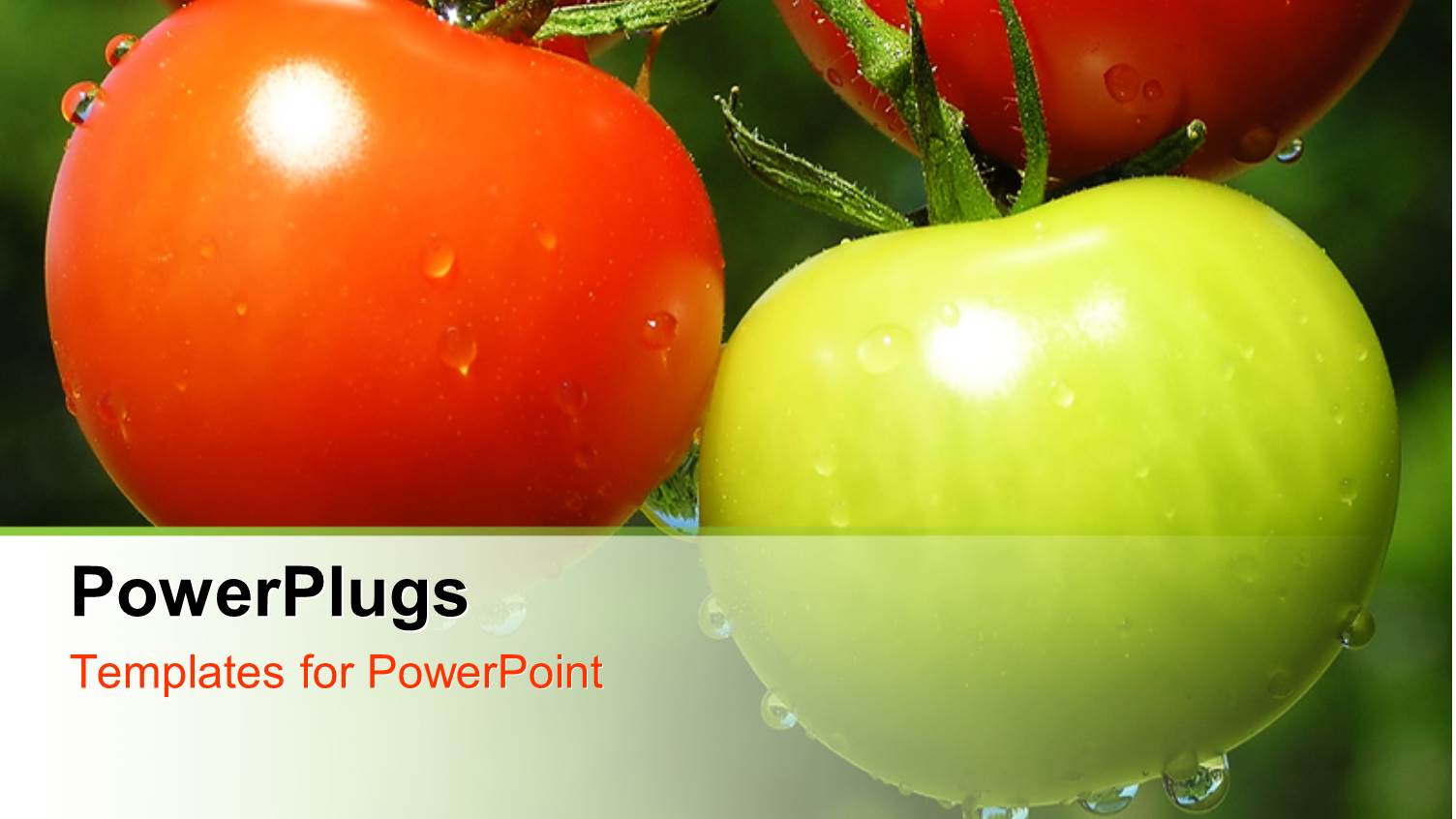 Fresh and Healthy Red and Green Tomato Against Green Background