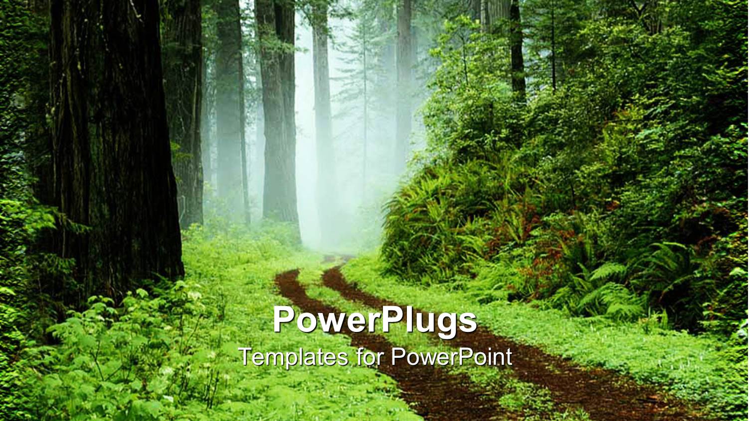 Fresh Morning in Between Green Forest with so Many Trees and little Fog