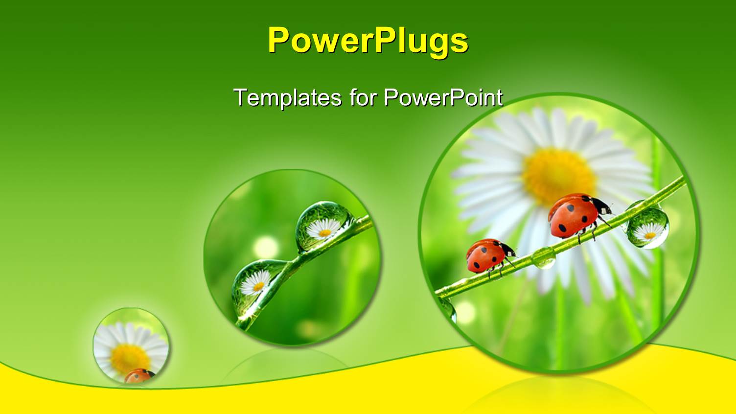 Fresh Morning Dew and Ladybird Over Green and Yellow Background Depicting Nature