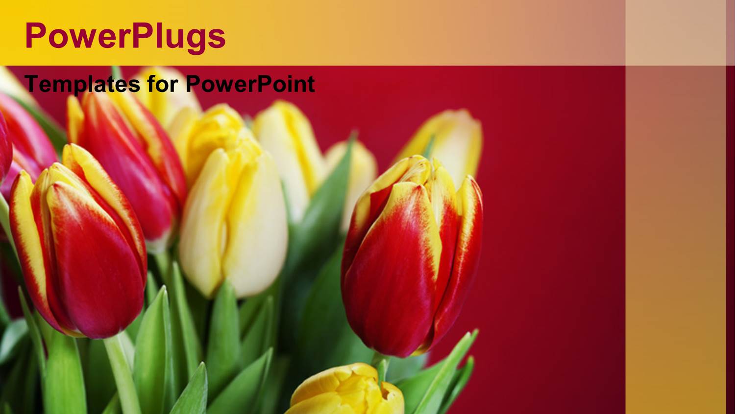 Fresh Red and Yellow Tulips in Bouquet Over Red Background