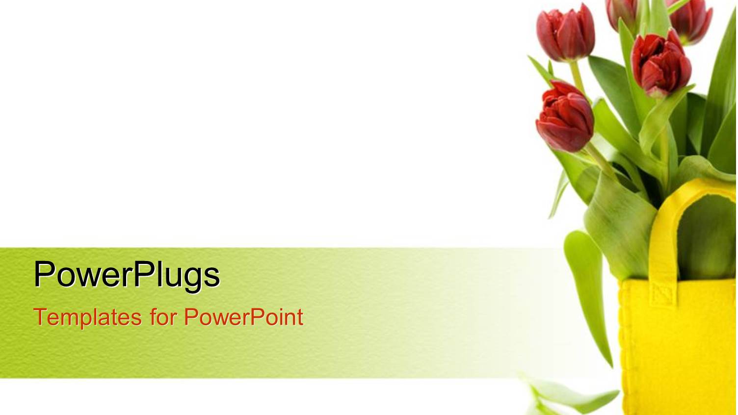 Fresh Tulips in Yellow Basket Sitting on White Background