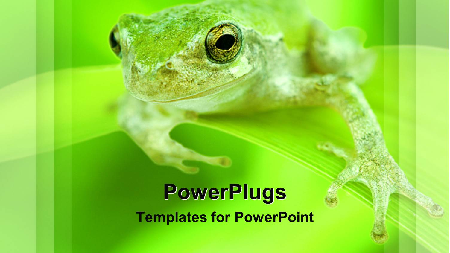 a Frog on a Leaf with Green Background