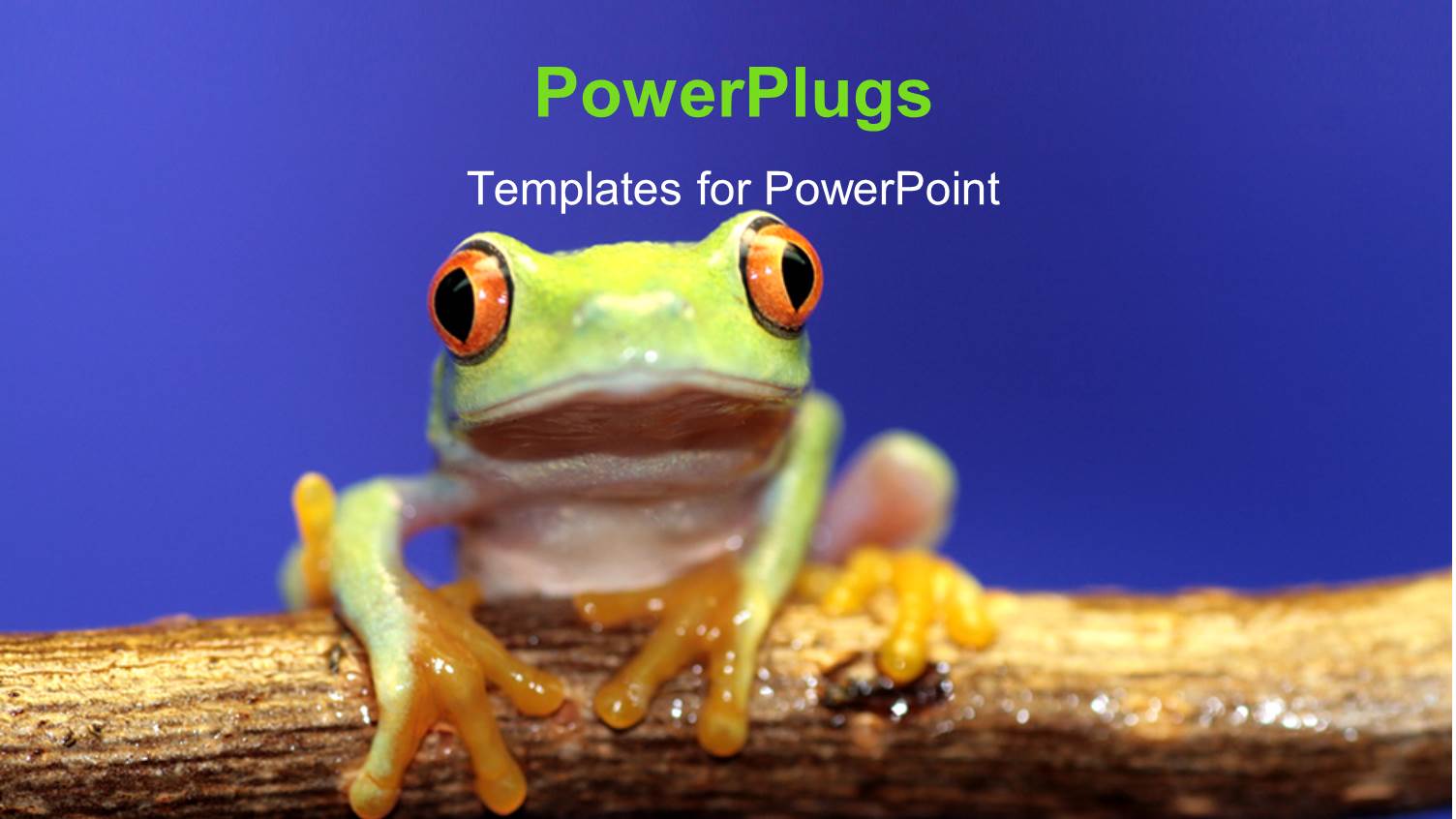 a Frog on the Tree with Bluish Background and Place for Text