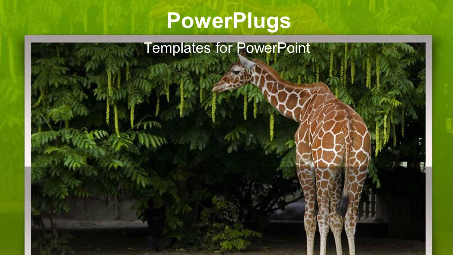 Giraffe Eating Leaves from a Tree