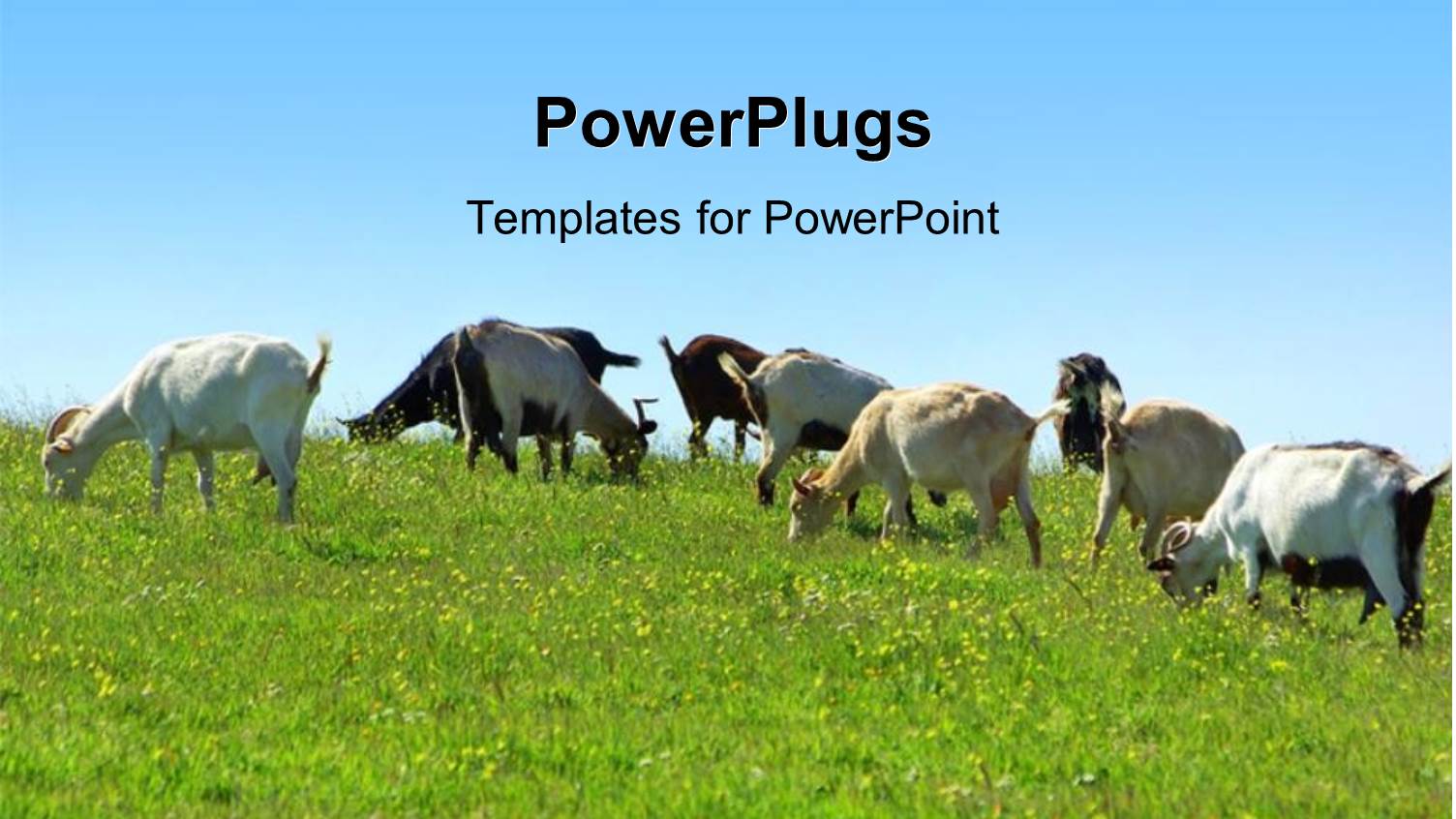 Goats Grazing in Green Grass Vegetation with Blue Sky