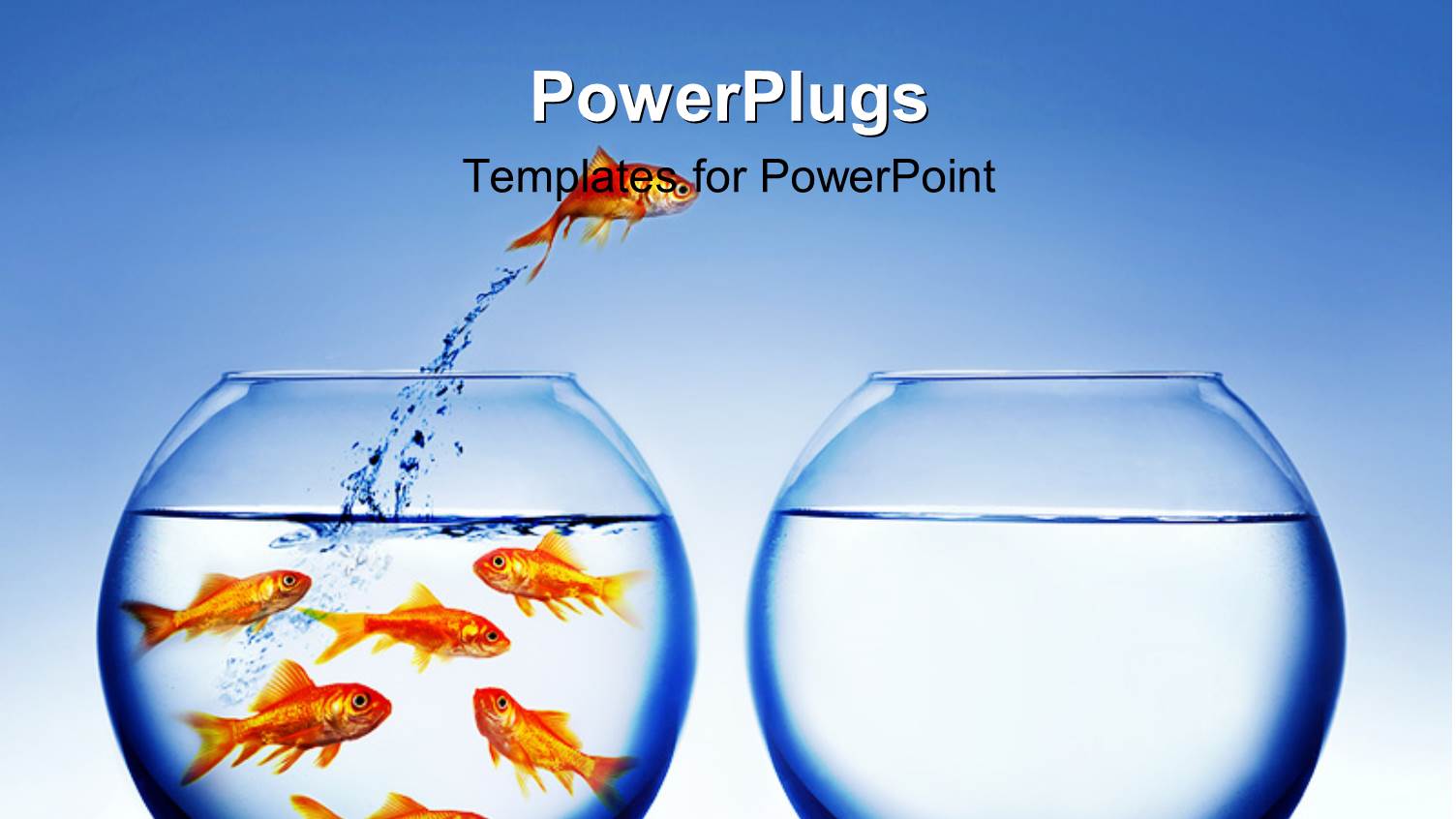 Gold Fish Jumping from Full Fishbowl to Empty Bowl