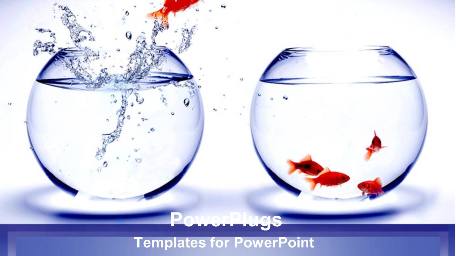 Gold Fish Jumping Out of Blue Fish Tank to Join Team as a Metaphor