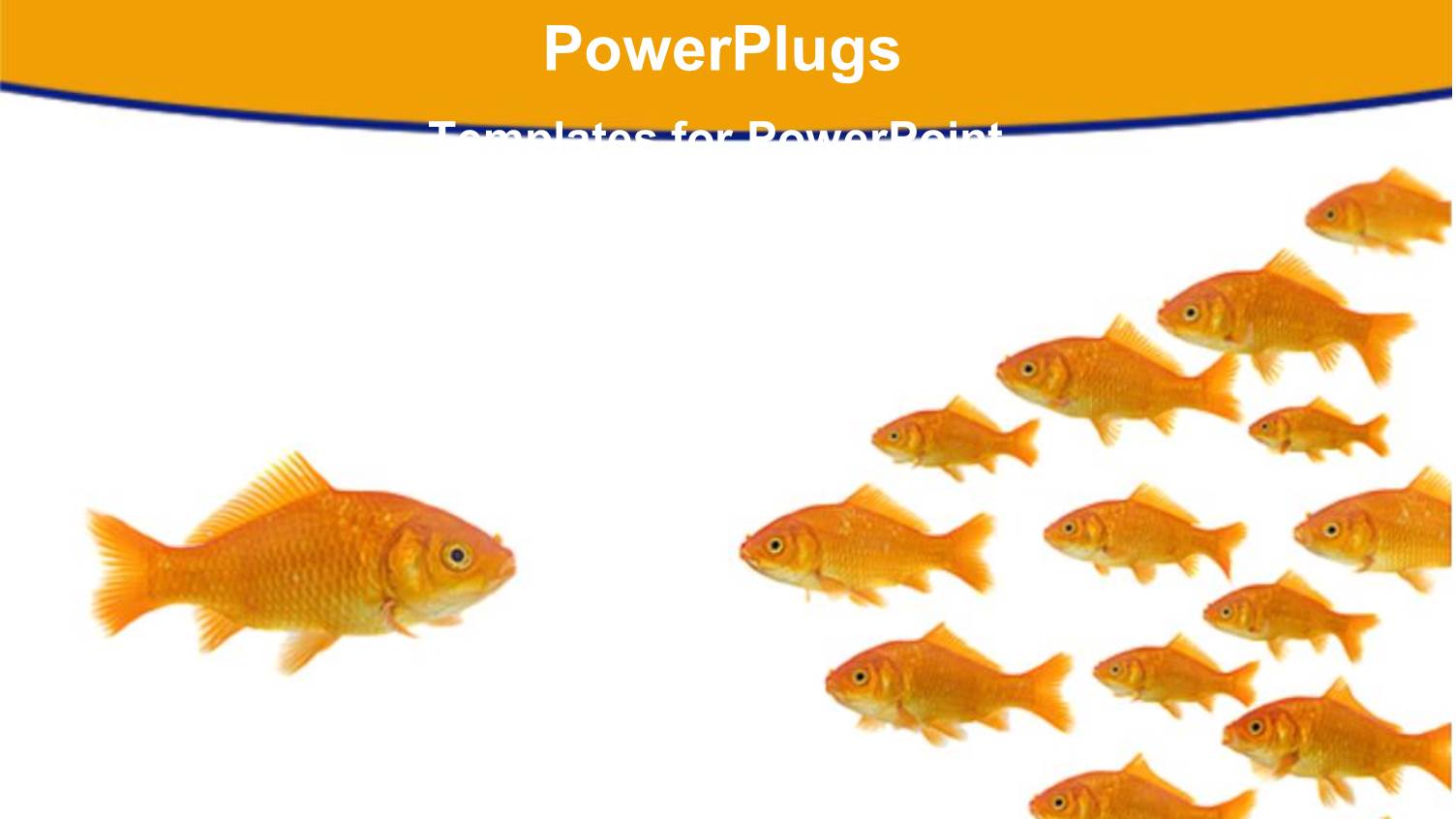 Gold Fish Leader Stands Out in Crowd Orange Background