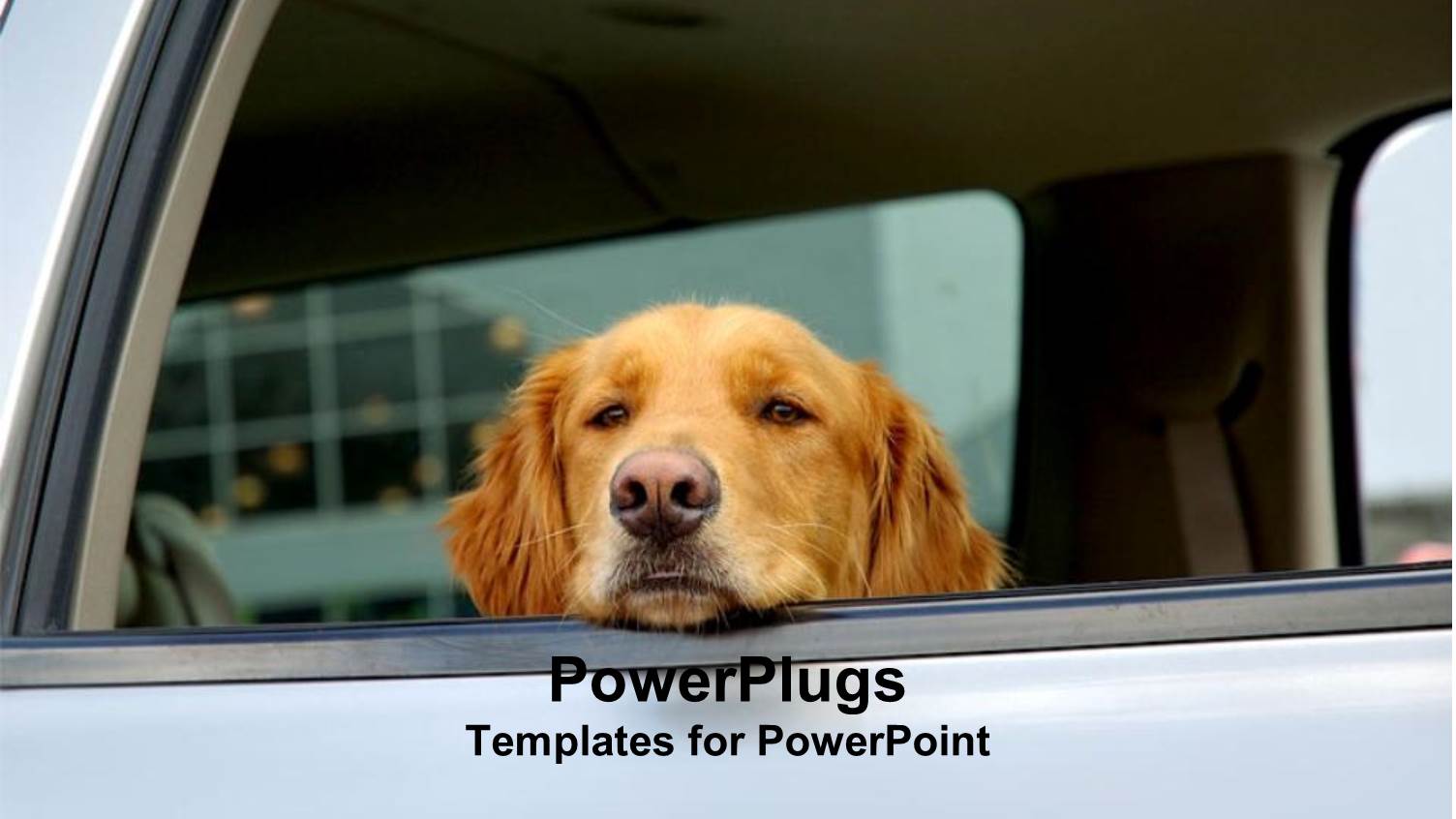 Golden Retriever Looking Out the Window of a Car