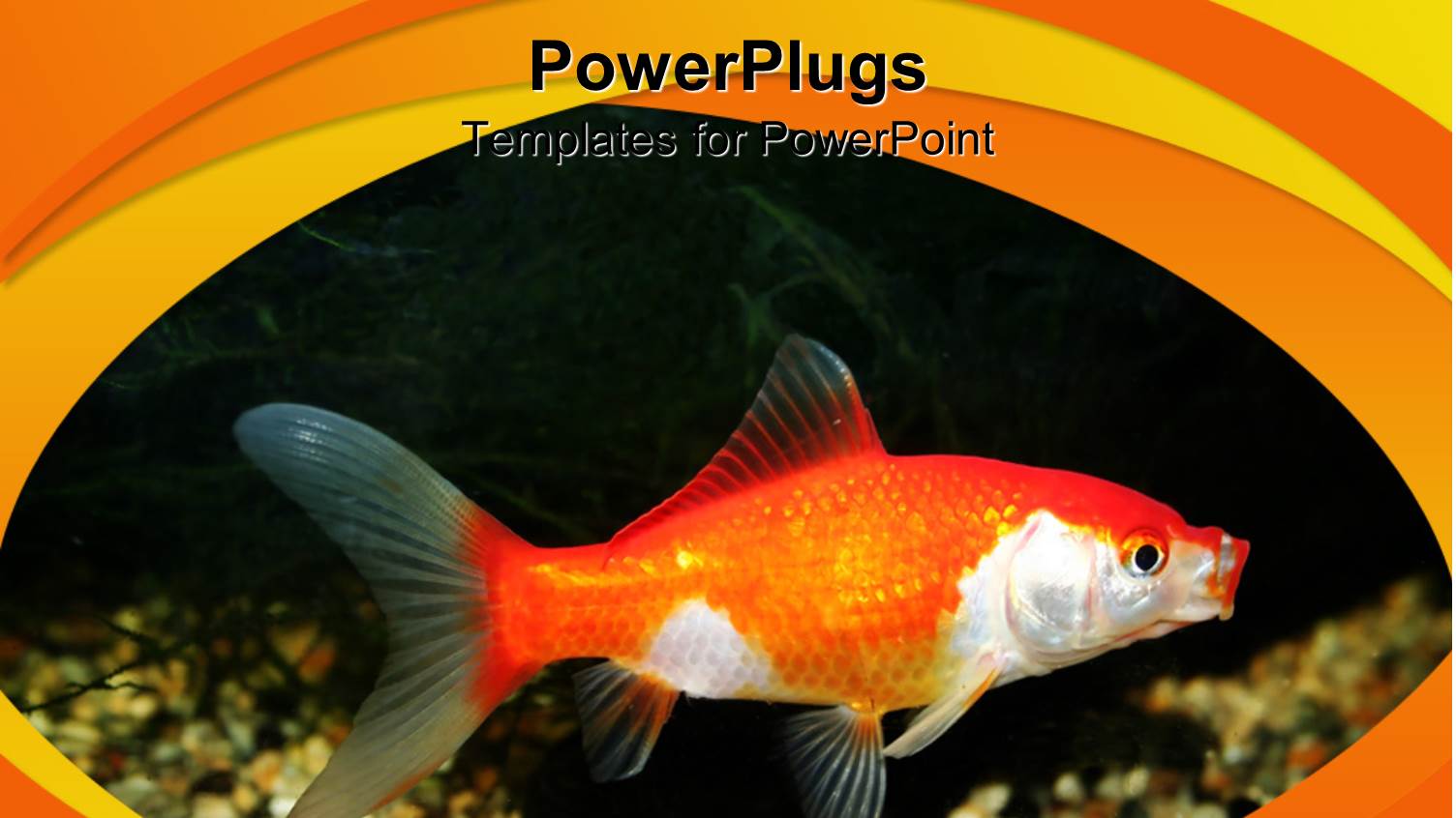 a Goldfish with Black Background and Place for Text
