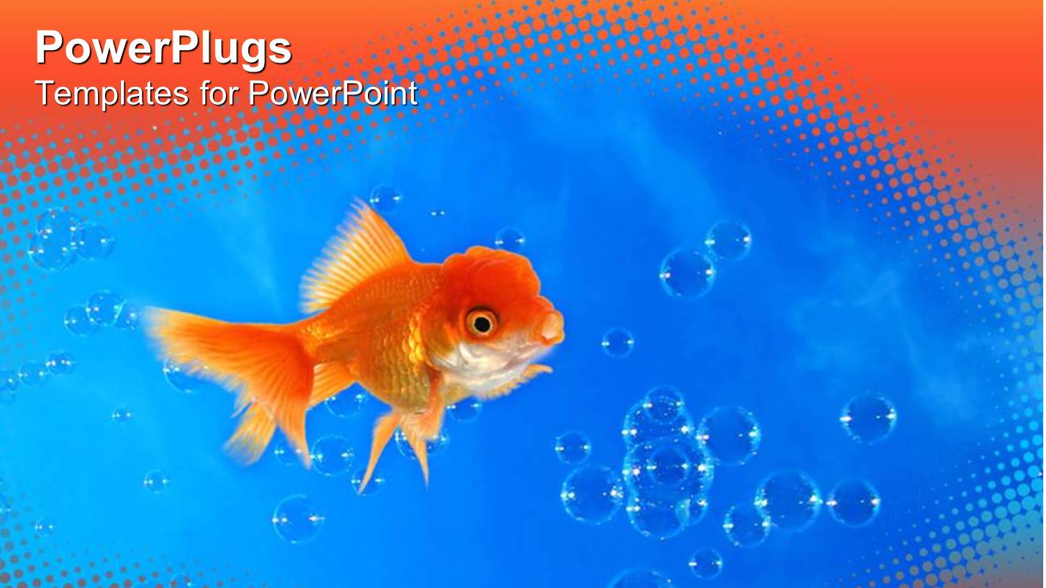 Goldfish in Blue Water with Water Bubbles