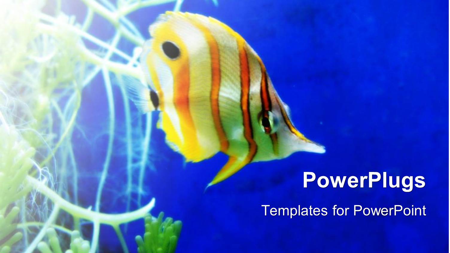 a Goldfish with Bluish Background and the Place for Text