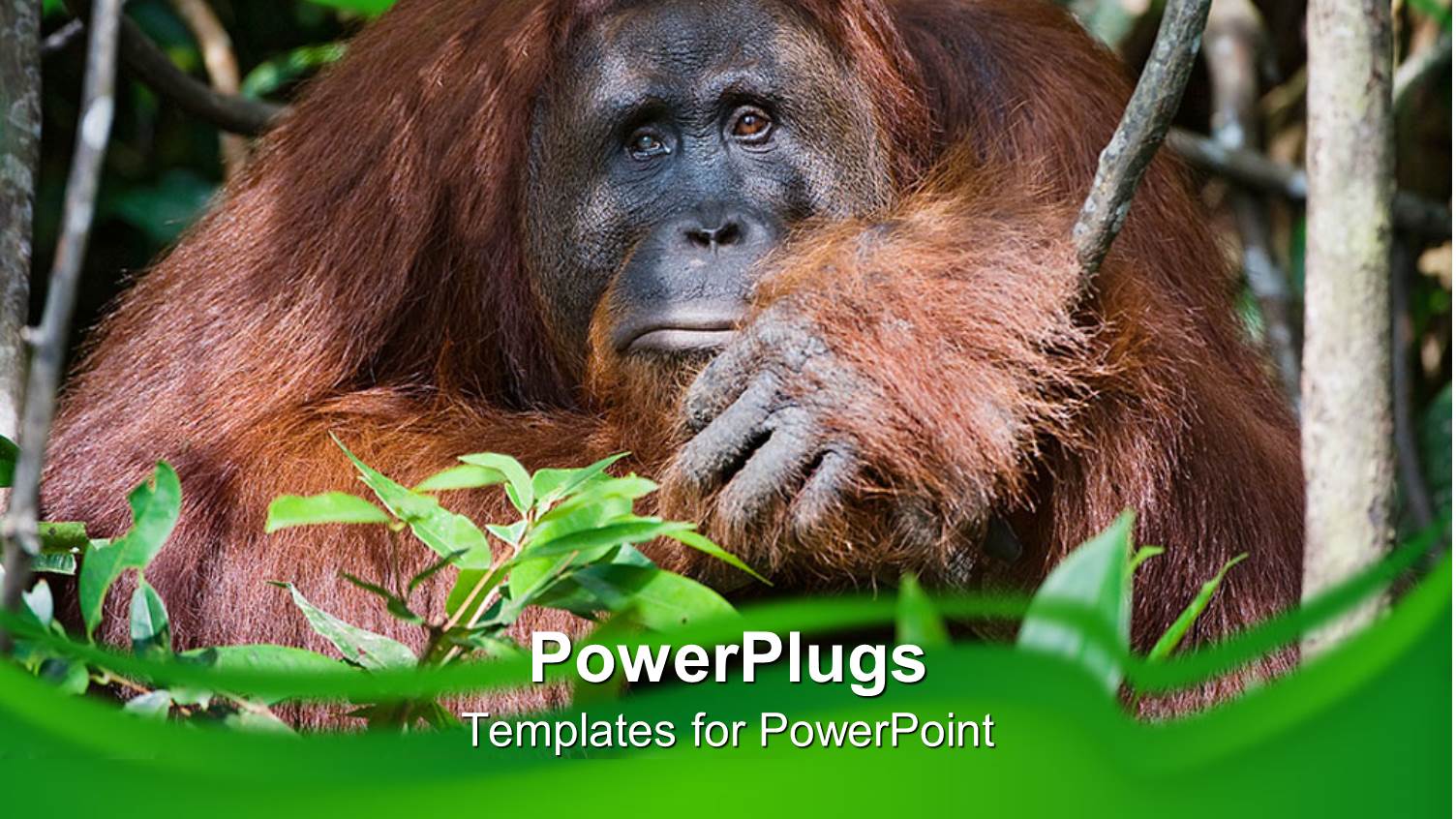 a Gorilla Sitting in the Bushes in the Forest Environment