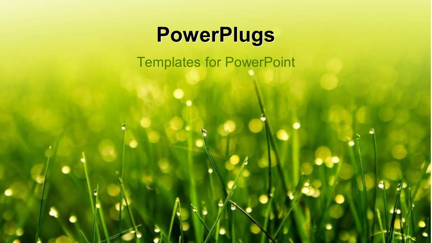 a Grass Field with Dew Drops