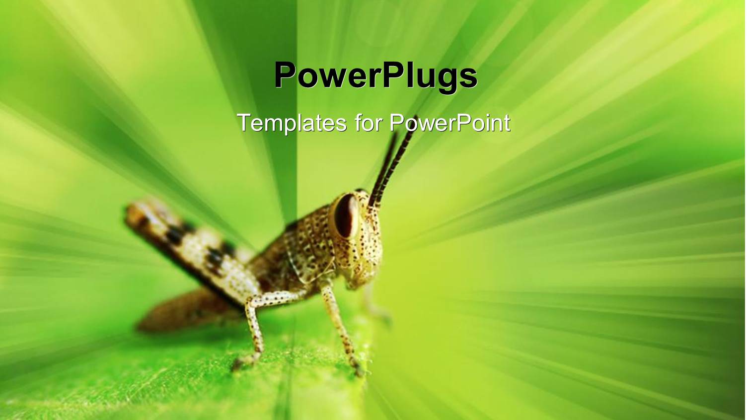 Grasshopper on Green Field with Abstract Background