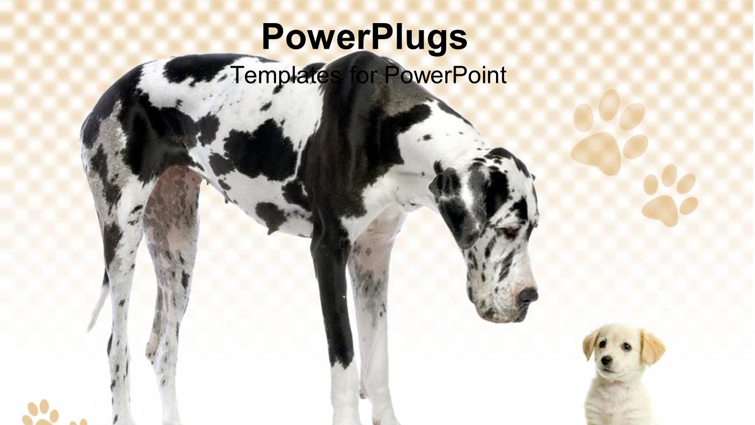 Great Dane Harlequin and Puppy Labrador Looking at Each other