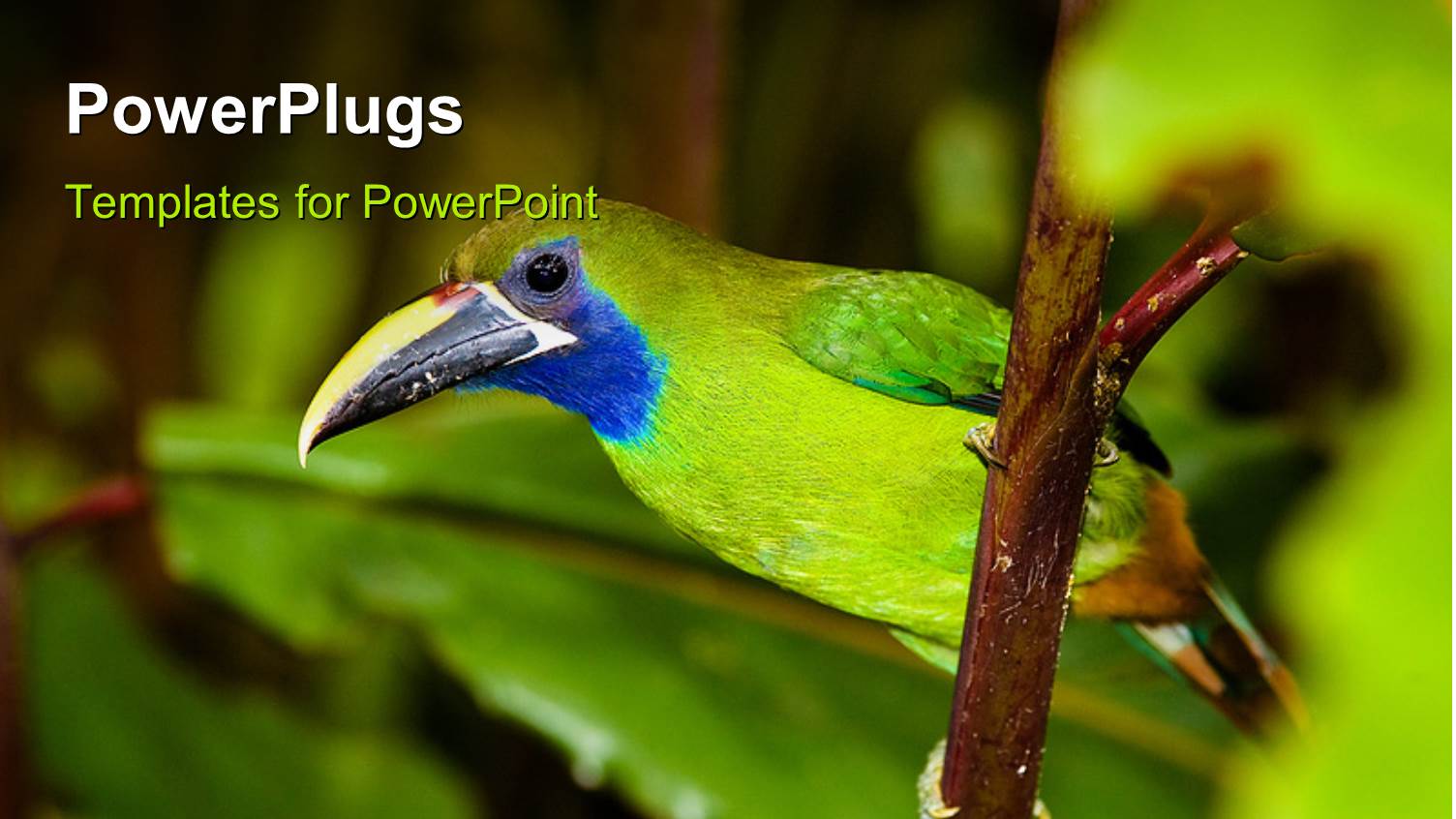 a Green Bird with a Number Od Leaves and Place for Text