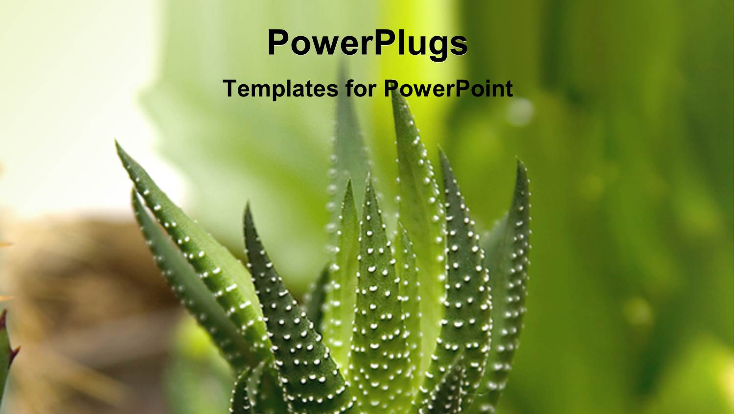 Green Cactus with Thick Stem on Blurry Green Background