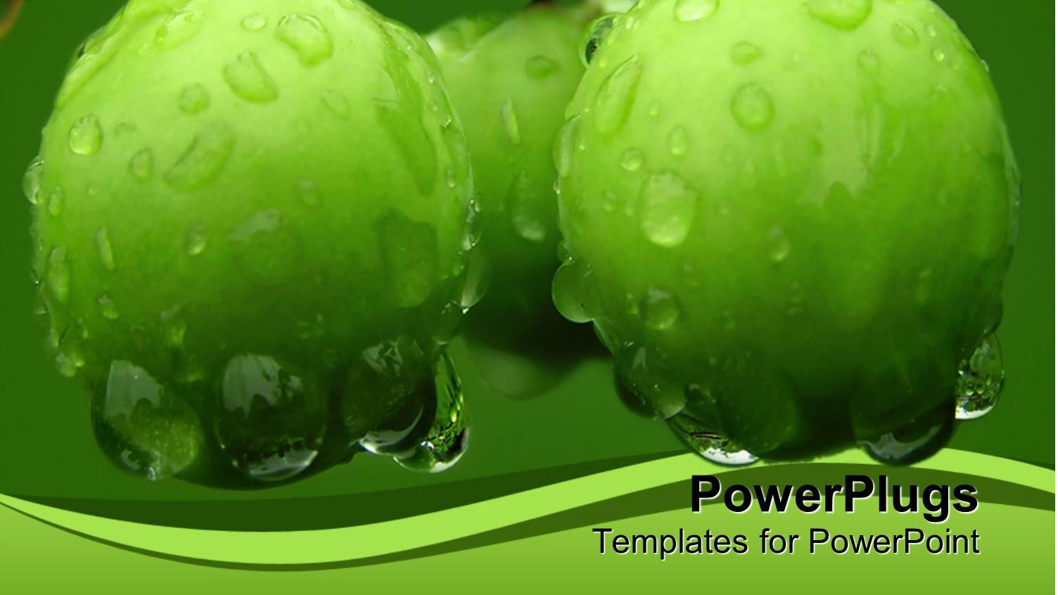 Green Cherry Plums Covered with Drops of Dew, Rain, Green Wave Border
