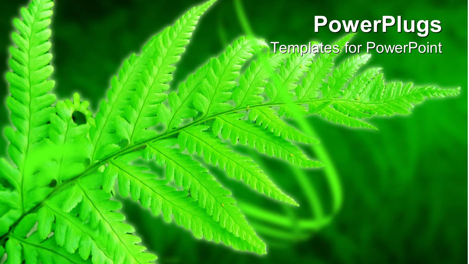 Green Fern Leaf on Blurred Grass, Glowing Leaf in Forest