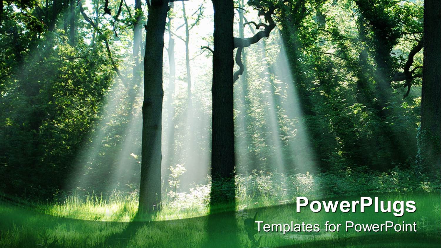 Green Forest with Bright Sunlight Rays Illuminating Green Trees and Grass