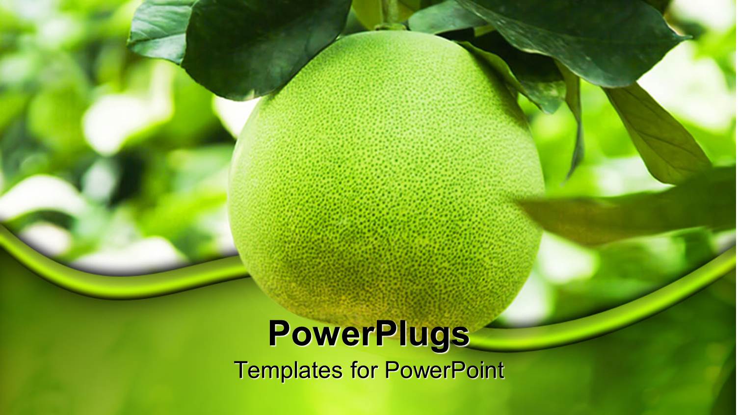 Green Grapefruit Growing on Branch, Nutrition, Health, Agriculture