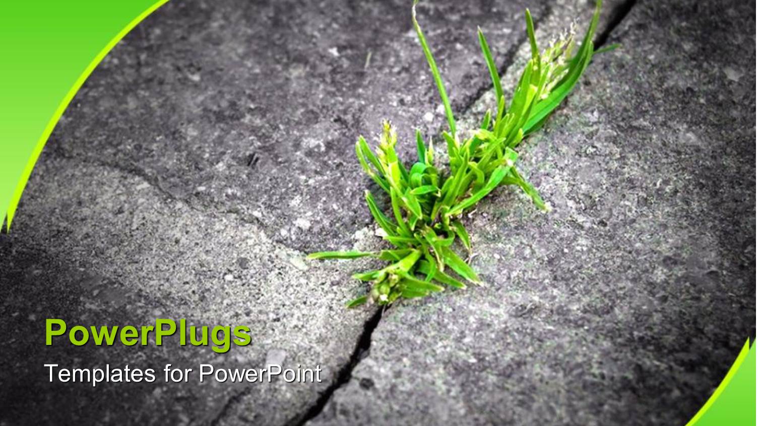 Green Grass Growing in Crack in Stone, Ecology, Conservation