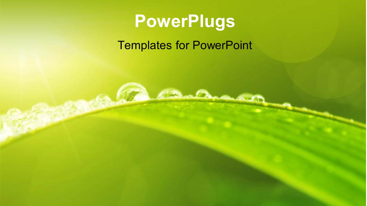 Green Leaf with Dew in Morning Depicting Nature