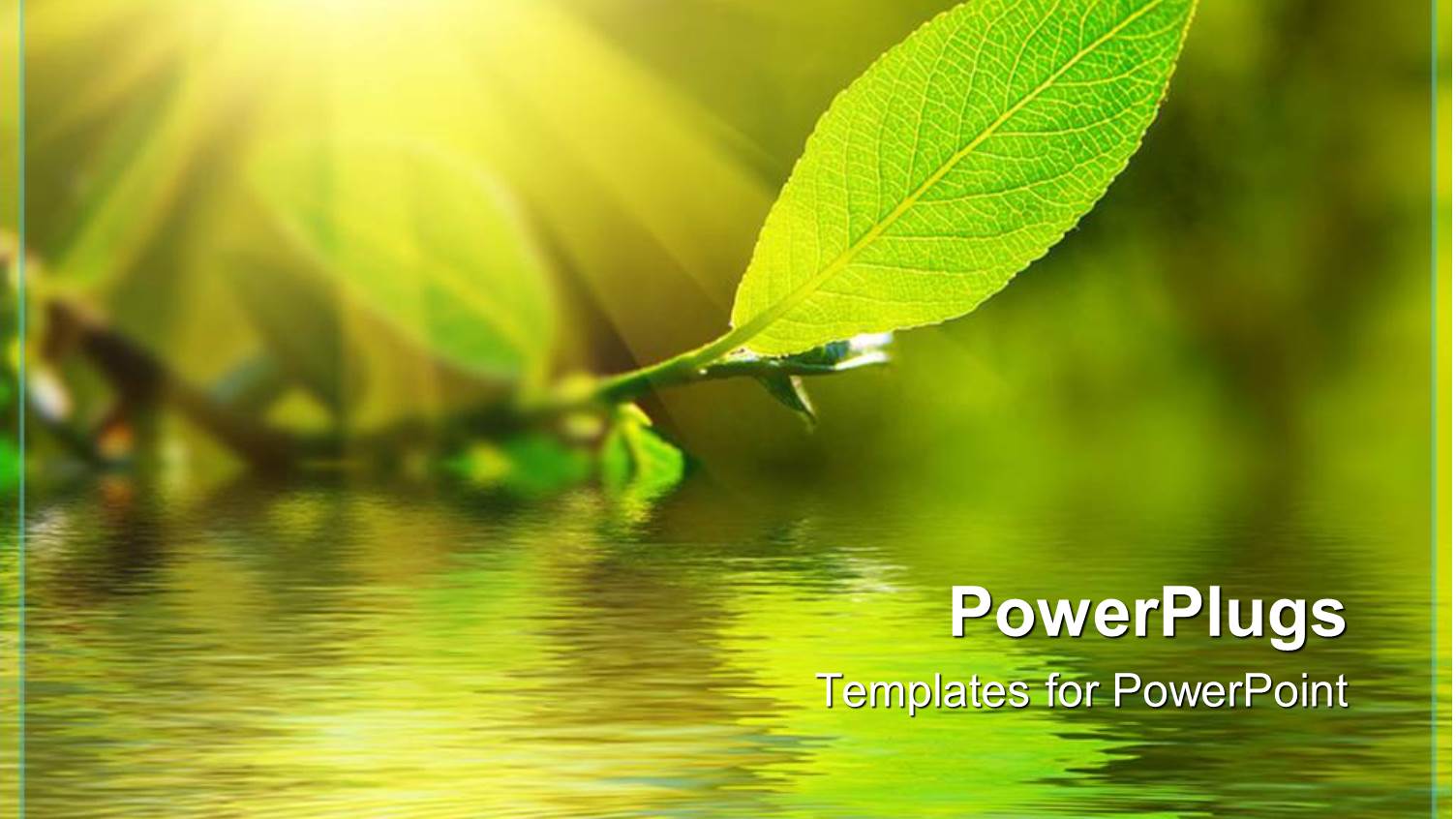 Green Leaf with a Water View Under it and the Sun Shinning