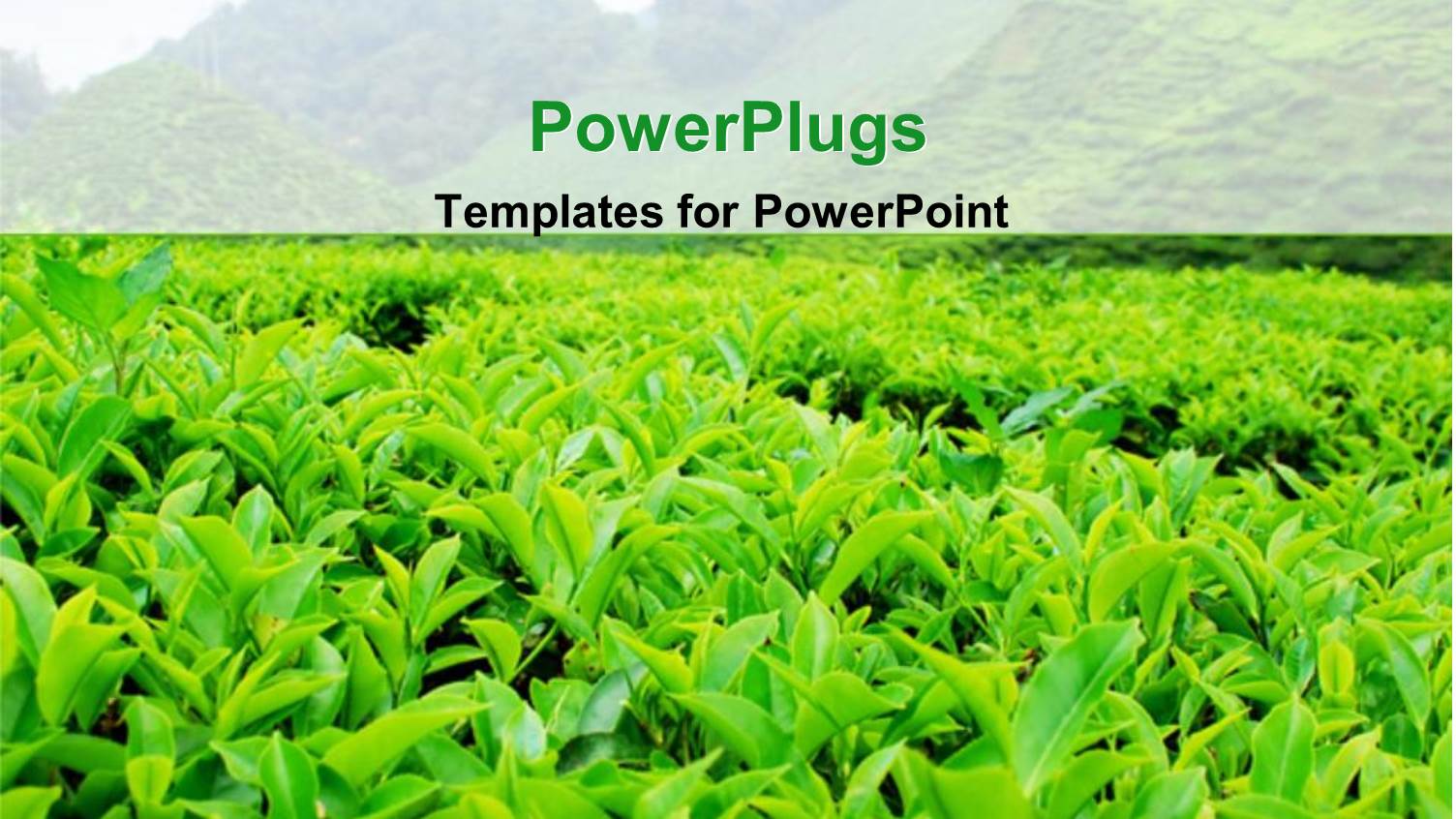 Green Leafy Tea Plantation