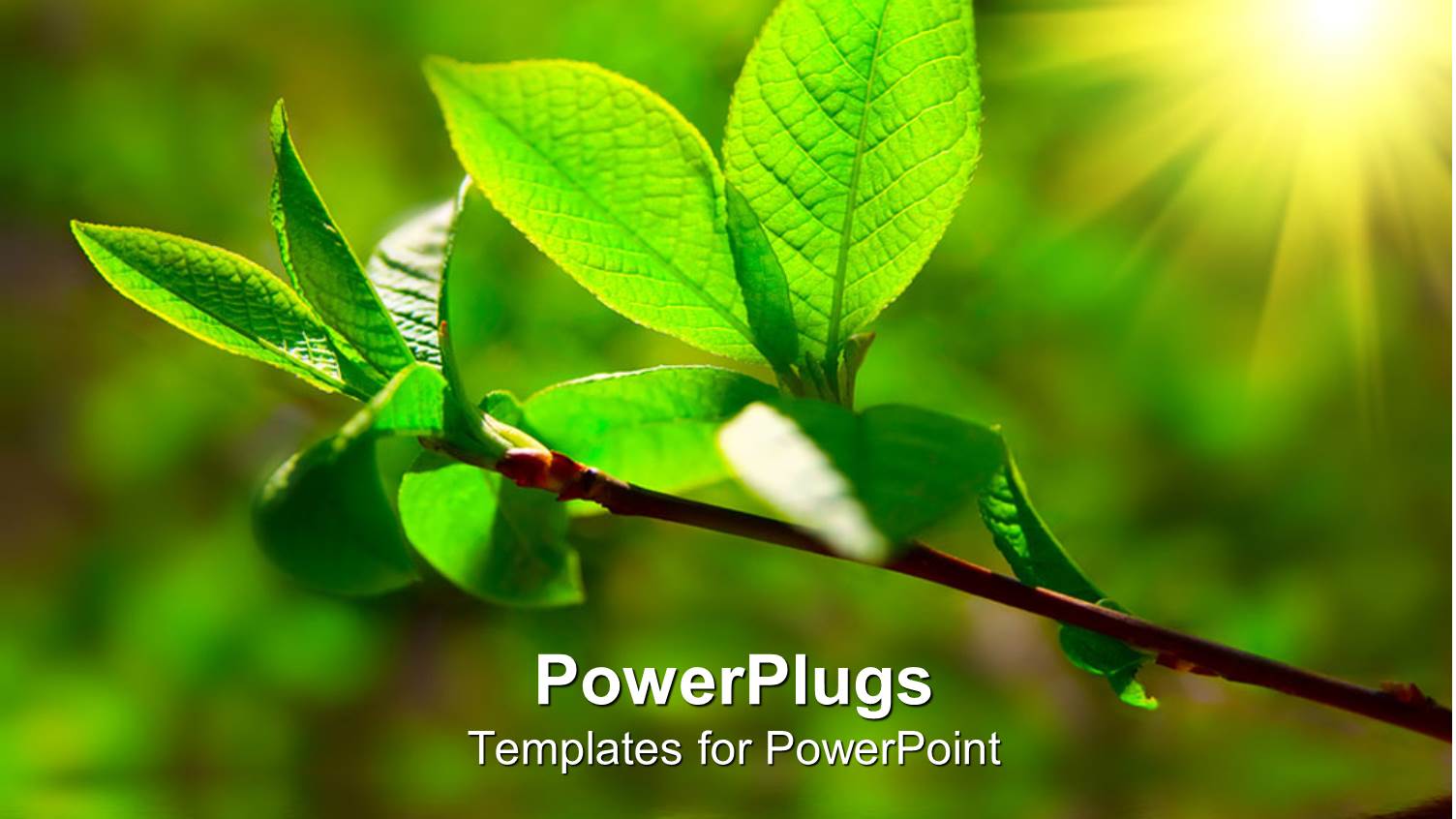 Green Leaves on Plant with Bright Sunlight Illuminating it