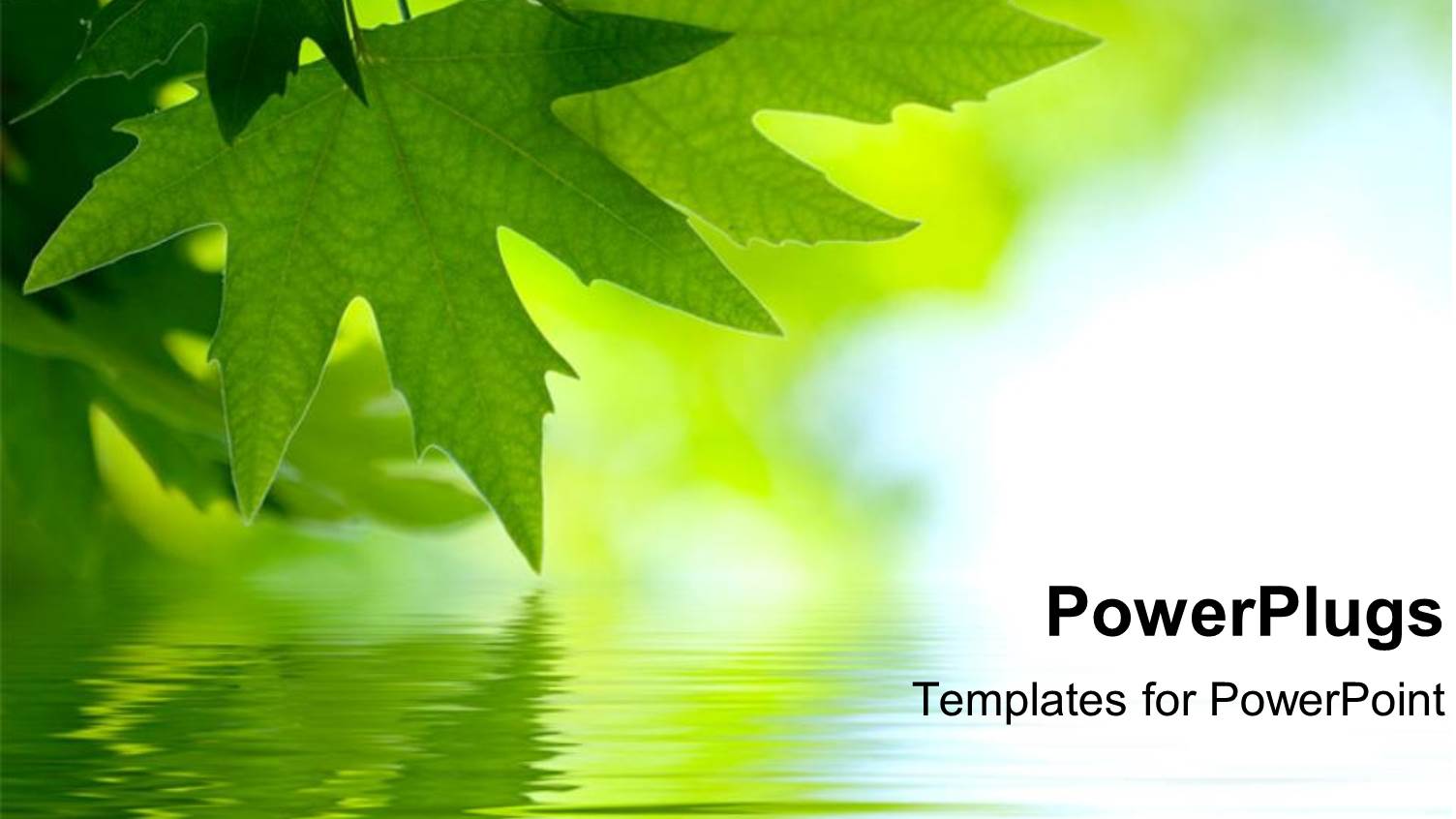 Green Maple Leaves Reflected on the Water Surface on Green and Light Blue Background