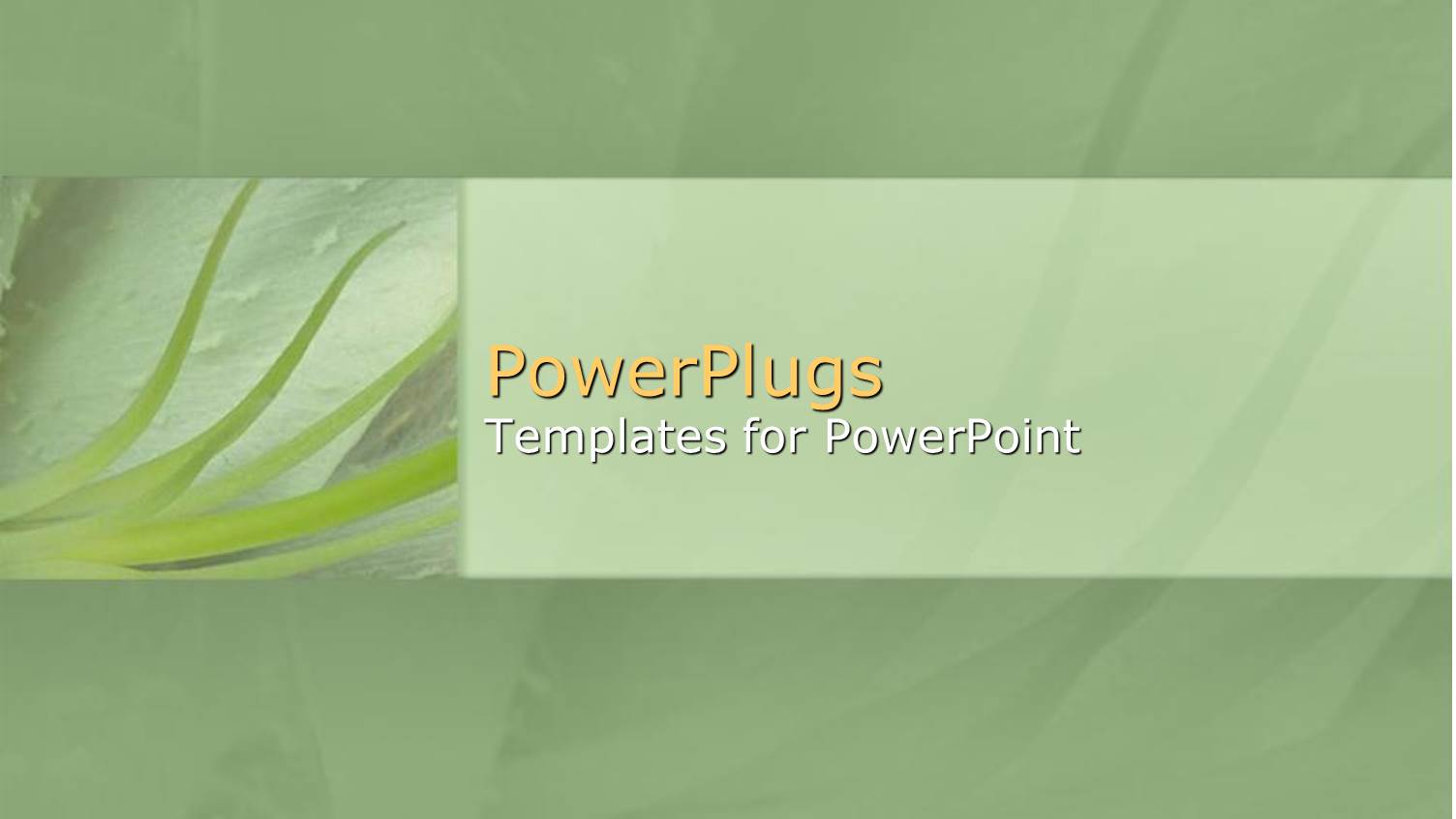 Green Plant with Long Green Leaves in Green Background