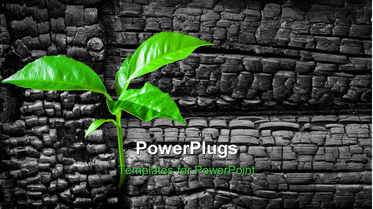 a Green Plant with a Number of Bricks in the Background