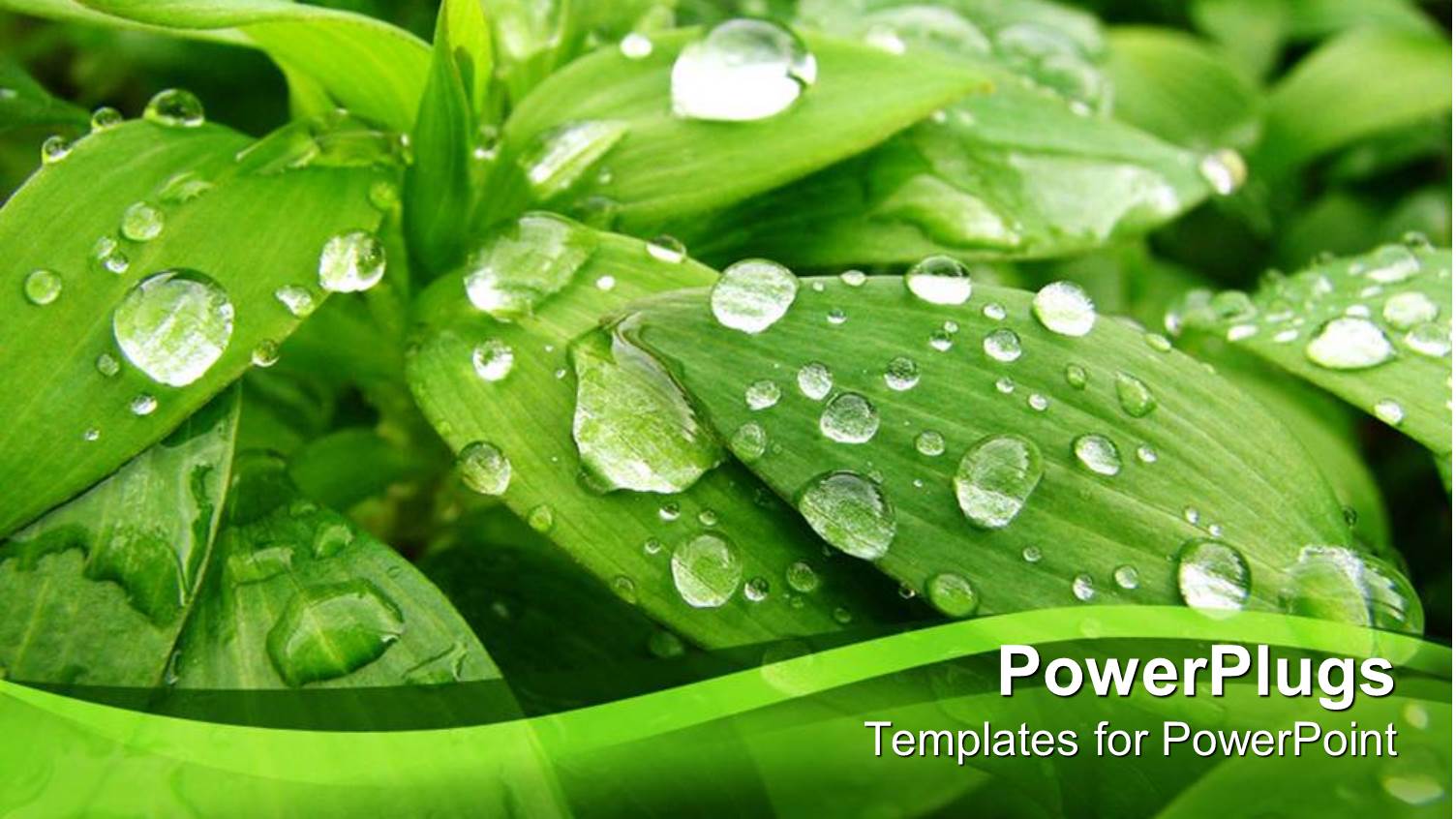 Green Plant with Water Droplets in its Natural Habitat