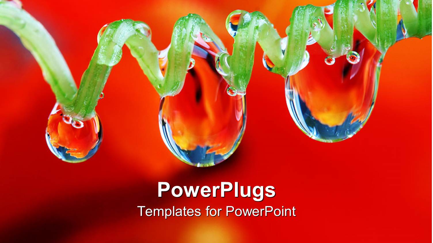 Green Spiral Strand with Rain Drops on a Red Background