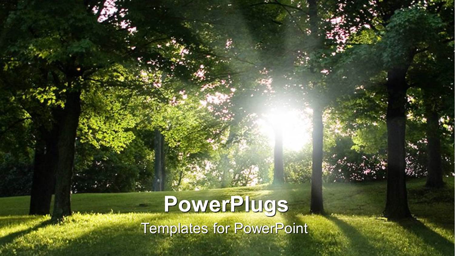 Green Trees and Green Grass Forest View, Park, with Sun Rays Getting Through the Trees