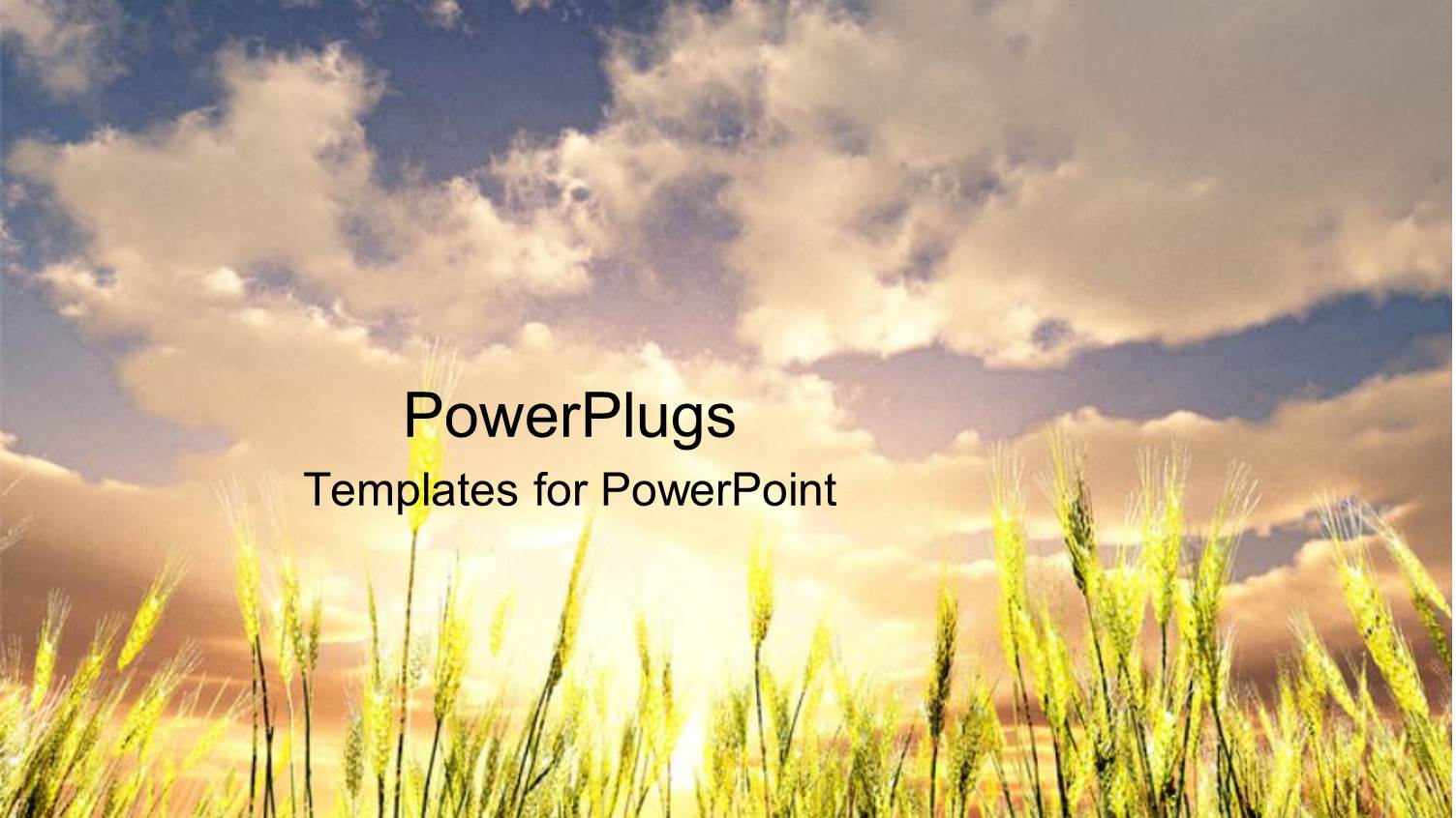 Green Wheat Field Under the Blue Sky with White Clouds and the Sun in the Background