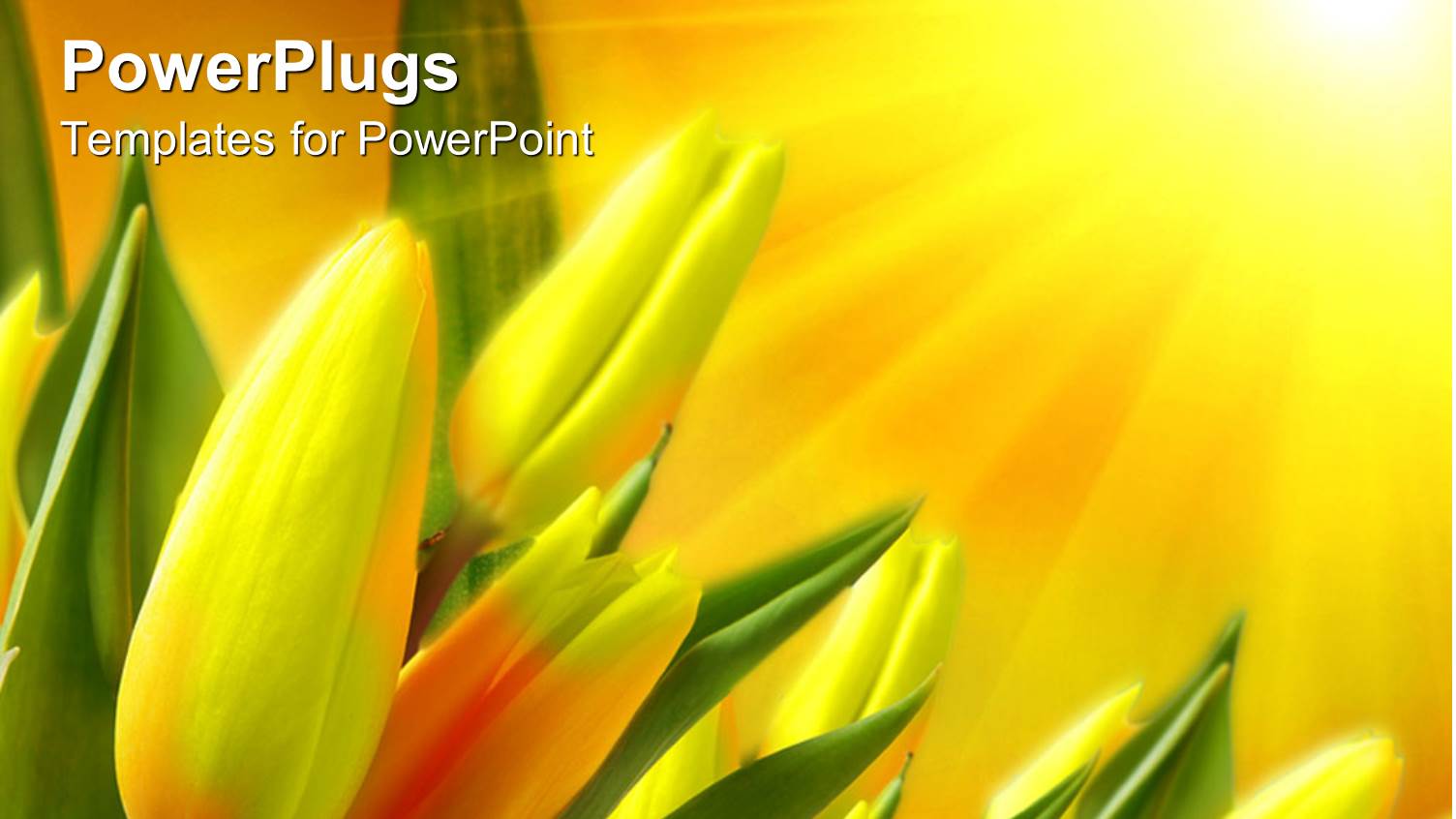 Green and Yellow Tulips Receives Sun Rays from Sunshine